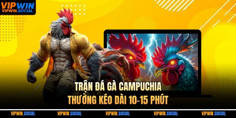 Trận đá gà Campuchia thường kéo dài 10-15 phút
