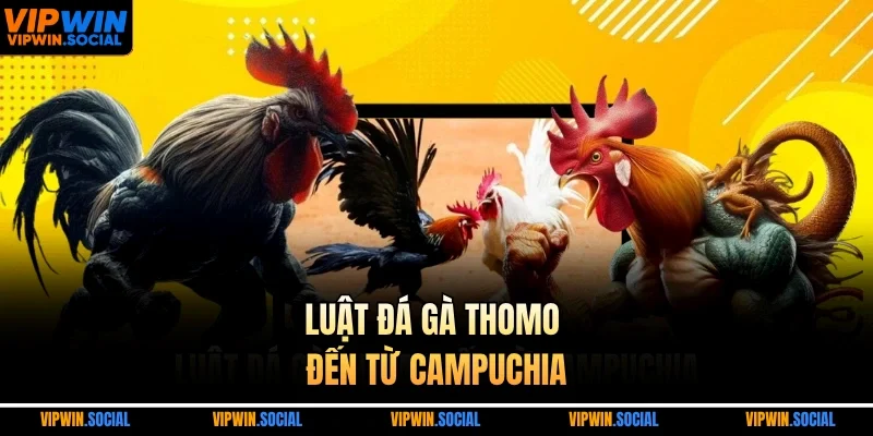 Luật đá gà Thomo đến từ Campuchia
